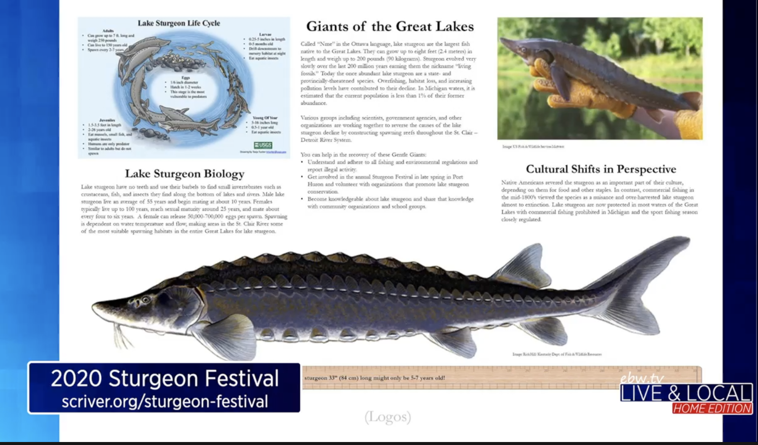 Sturgeon Festival Moved to August ebw.tv Everything Blue Water